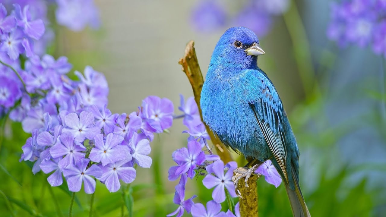 Beautiful Relaxing Hymns, Peaceful Music, "Songbirds of Spring" by Tim Janis