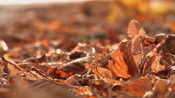 خالد الجليل تلاوة خاشعة ومؤثرة "إنا عرضنا الأمانة .." | رمضان 1437 هـ