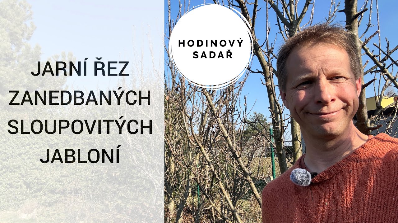 🌳 Detailní záznam 🌳 Jak a kdy stříhat 🌳Jarní řez zanedbaných sloupovitých jabloní 🌳