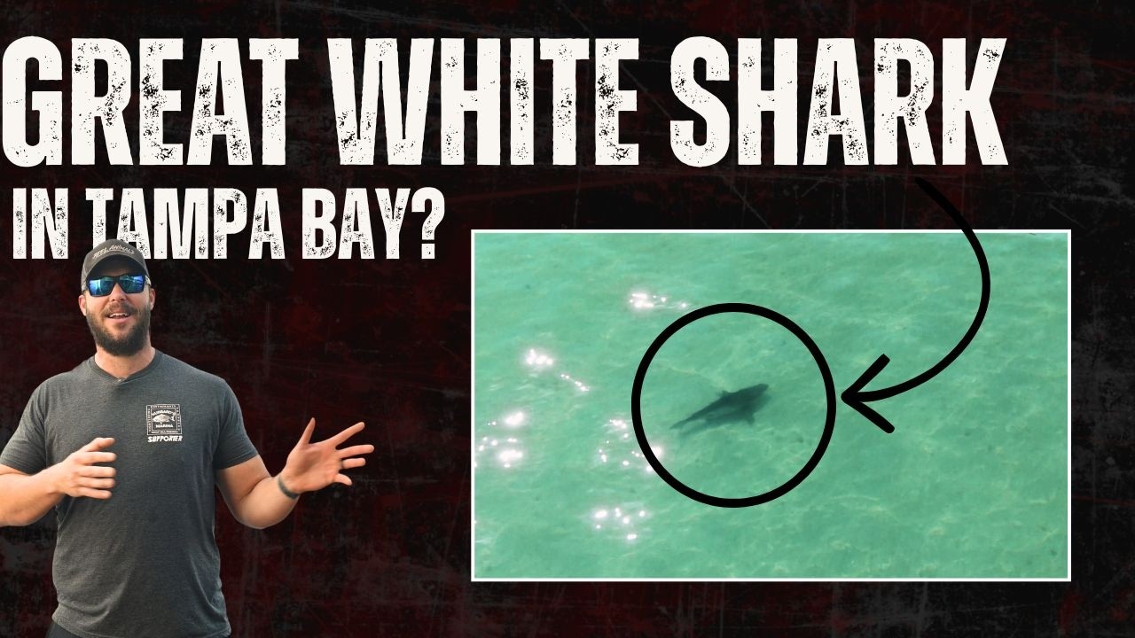 🚨 BREAKING NEWS: GREAT WHITE SHARK SPOTTED IN TAMPA BAY?! 🦈🌊 - YouTube