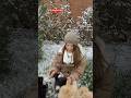 Dogs ❤️ #animals #dog #foryou #funnyanimals #viral #funnyvideo #trending #trendingshorts #petlover