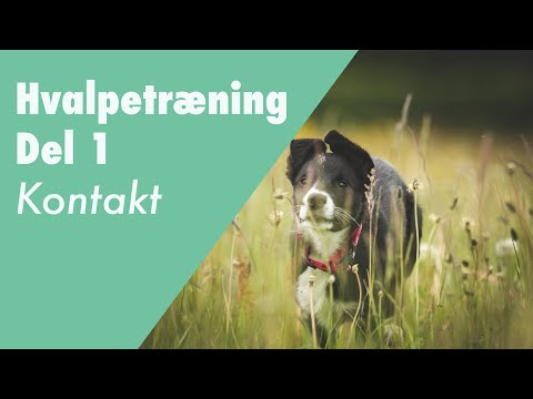 Video: Hvor Grøn Er Din Hunds Kak? Skinner Et Lys Og Finder En Løsning På Husdyraffald