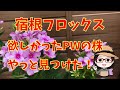 3月末購入〇宿根フロックス〇ピンクアドット〇一般種の購入～植え付け～鉢増し～開花～冬越し～切り戻し～芽吹きまで〇ネオンフレア〇オレンジエリート