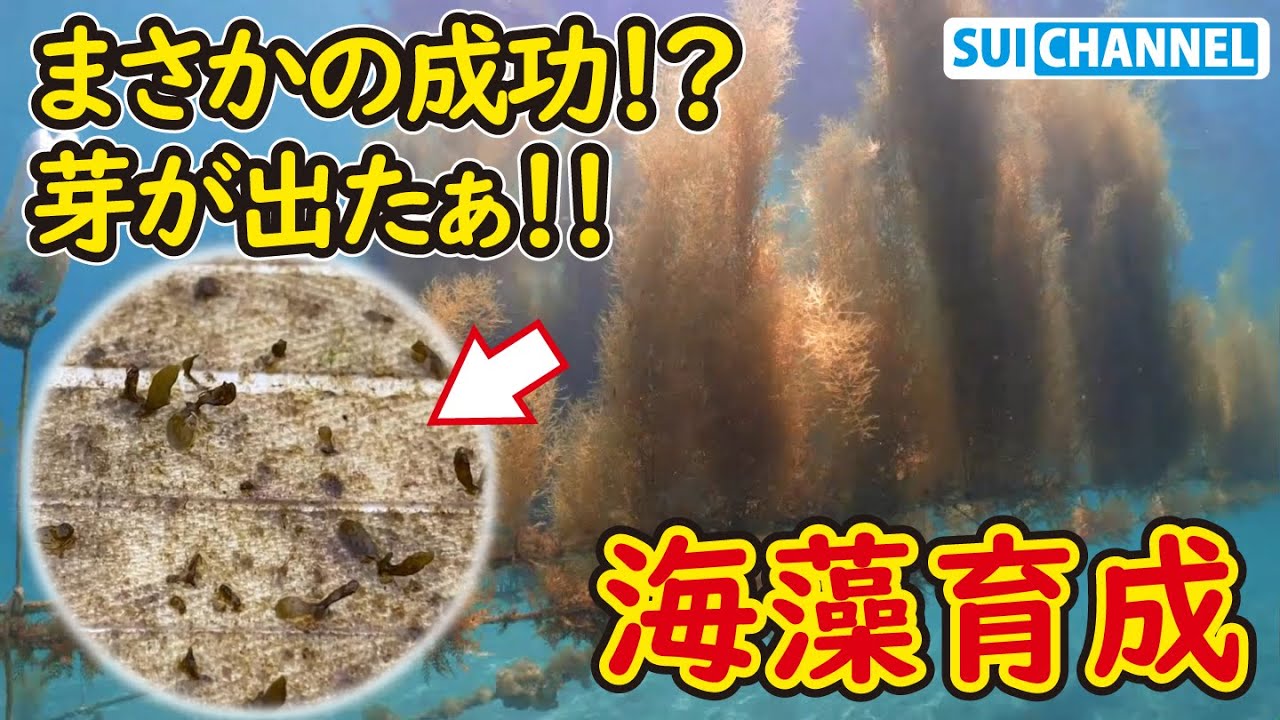 【アカモク育成続報】海藻を卵から育てる新たな挑戦!あの海藻の芽が遂に出た!? - YouTube