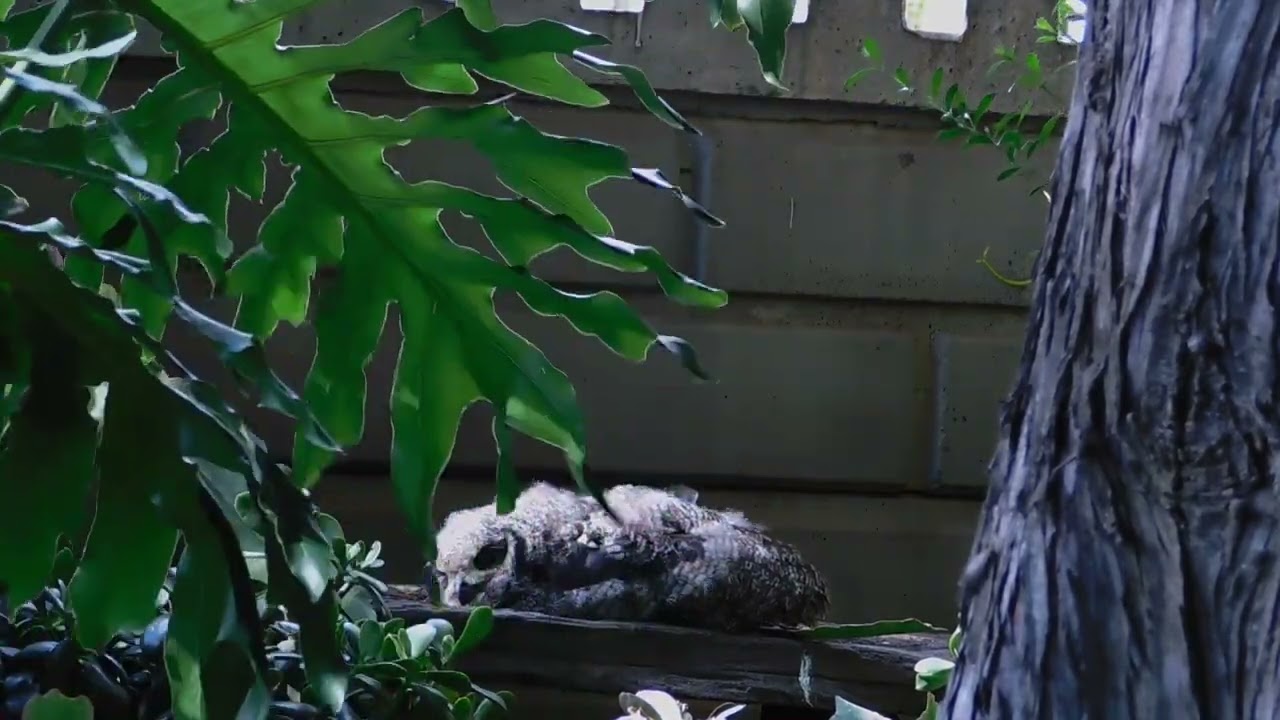 “Post Fledging Life — Lying Flat, Trying to Sleep but Staying Alert”