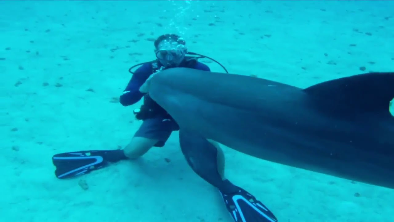 Dolphin Dive - YouTube
