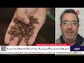 التعريفات الأمريكية تضرب سلاسل الإمداد هل تنجو صادرات البرازيل وإندونيسيا أستاذ علوم سياسية يوضح التعريفات الأمريكية تضرب سلاسل الإمداد هل تنجو صادرات البرازيل وإندونيسيا أستاذ علوم سياسية يوضح