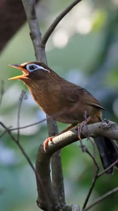 wambi #birds #burungkicaudialamliar #burung #terapiburungmacet #kicaumania