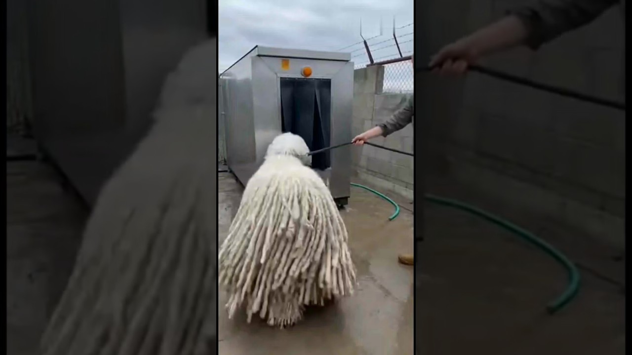 😳 Giant Komondor Goes In… Mountains of Fur Explode Out 🤯🐕🧶