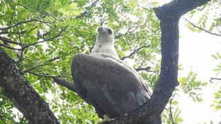 White Bellied Sea Eagle (Pasir Ris)