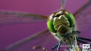 Macro Photographer Chris Connolly Part 1: Out of the Darkroom with Ruth Medjber