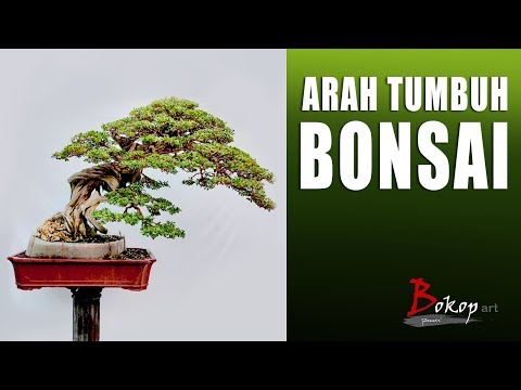 ARAH TUMBUH BONSAI