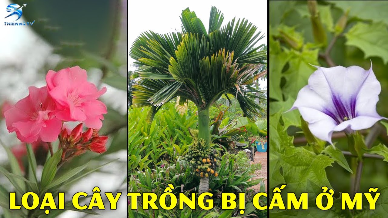 25 Loài Cây Phổ Biến Nhưng Bị Cấm Trồng Trong Vườn Ở Mỹ | Thiên Hà TV