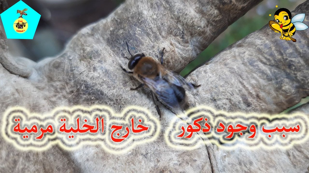 وجود عدد كبير من الذكور ميتة ومرمية خارج الخلية