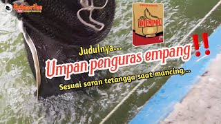 Umpan Penguras Empang 'Katanya' || Umpan Ikan Mas Djempol Amis || Langsung Test