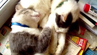 Mother Cat and Cute Cat by GOOD ALEX 223 views 4 years ago 1 minute, 10 seconds