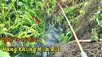 Câu Cá Rô Đồng Ở Đồng Tháp Giật Toàn Cá Rô Mập Ú Cặp Mé Sông Lớn