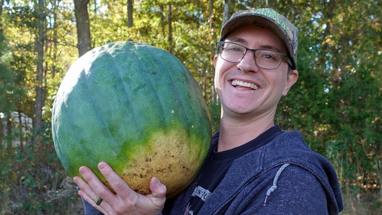 Урожай арбузов и кабачков! | Видеоблог за октябрь 2025 г. | Ohcluck