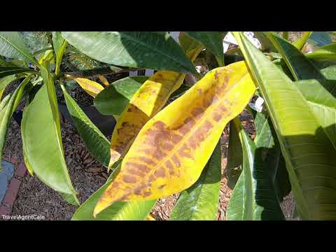 PLUMERIA Plant Care: Leaves turning YELLOW and FALLING OFF Tips / Growing Frangipani Hawaii Garden