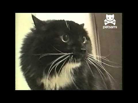 Oh long Johnson cat 🐱 (SUBTITLES INCLUDED!) #fypシ #catsoftiktok #ohlo, Cat Singing