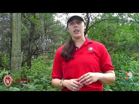 Video: Hvad er Birdsfoot Trefoil - Lær om Birdsfoot Trefoil Plant Info