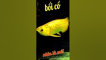 bối cổ vàng #short