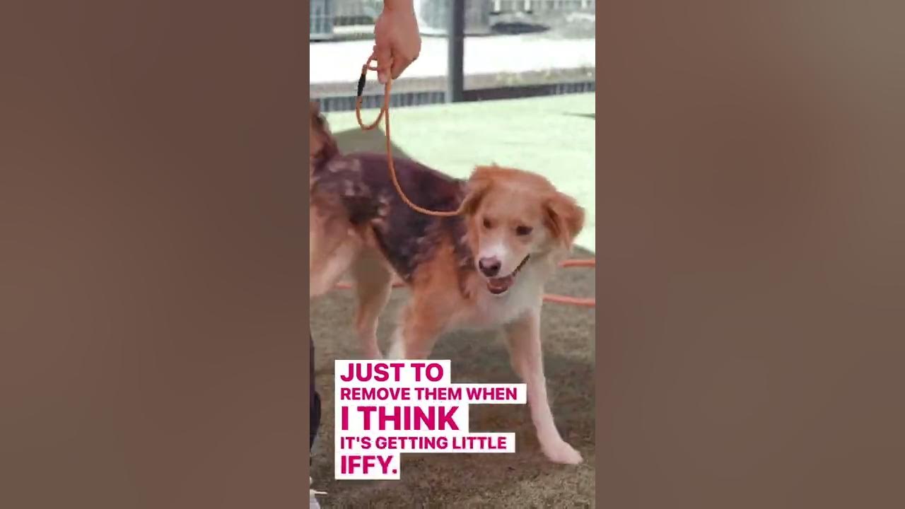 How to Introduce a Reactive Dog to Other Dogs 😤 YouTube