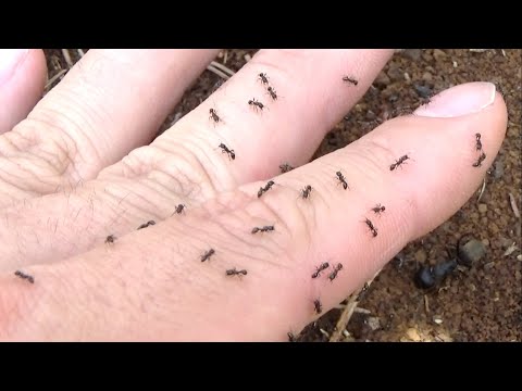 アリの大群を怒らせるとこうなる