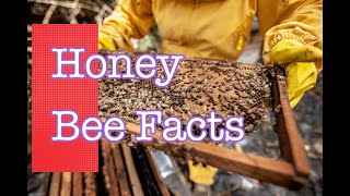 Honey Bee Facts by Breed-ë 7 views 1 year ago 1 minute, 4 seconds
