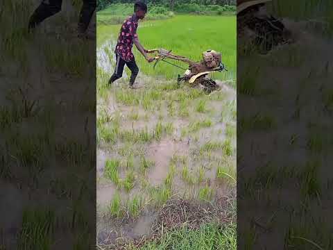 Dhan Bihida Kethi Hesi Funny