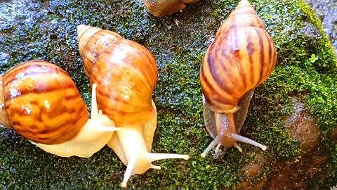 The Unique incredible Locomotion of the snails colonies​ #Snails #SnailColony #AnimalLocomotion