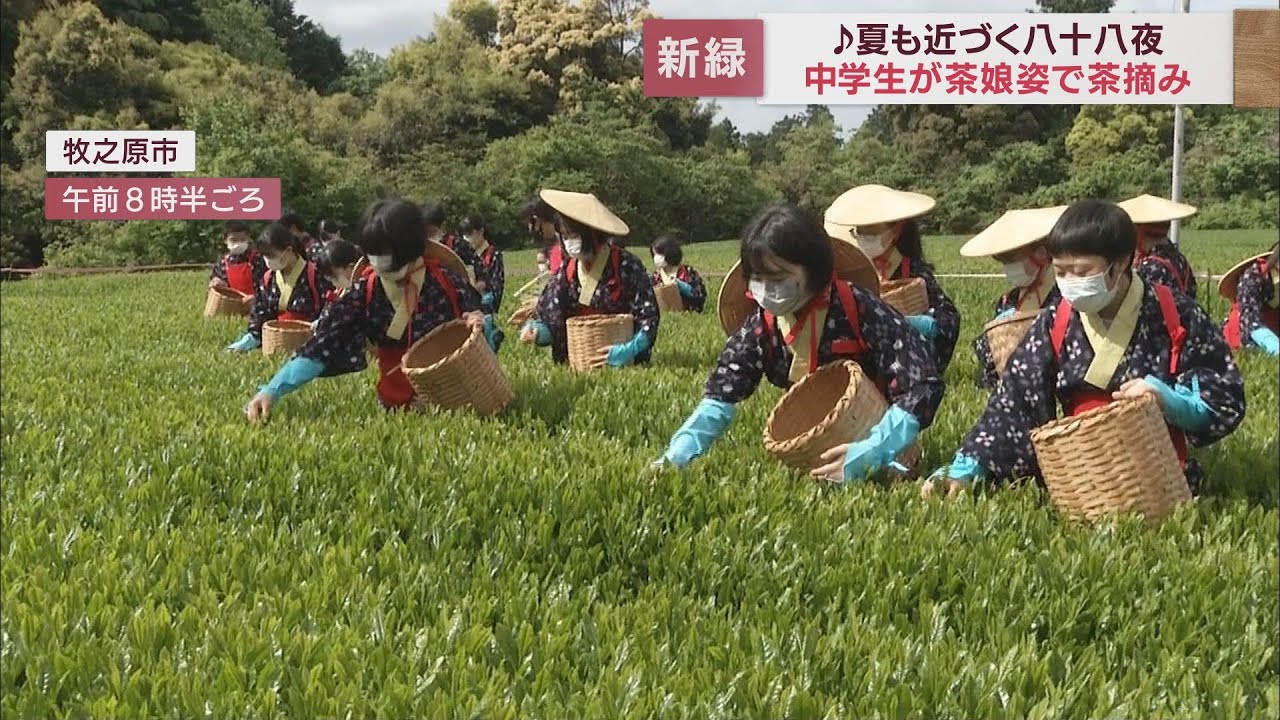 八十八夜の伝統行事 茶娘・茶息子姿の中学生が新茶の摘み取り 静岡