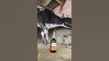 quickest and easiest Intravenous cannula in jugular vein in a HF cow