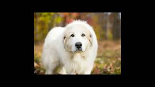 4 Big White Fluffy Dog Breeds That Need Cuddling Now! Doggy Blogger