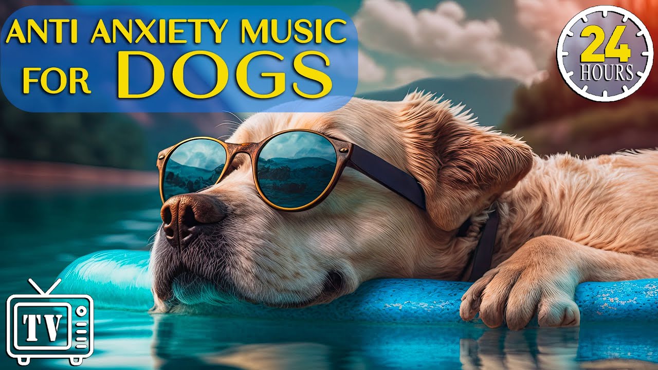 24 Hours of Anti Anxiety Music for Dogs Cure Separation Anxiety with Dog Music  Dogs Calming Music