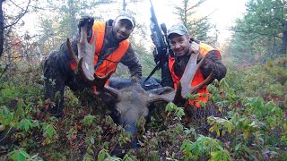 Chasse À L Orignal Récolte D Un Dominant Par Provocation