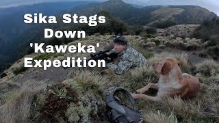 Sika Stags Down 'Kaweka Expedition'