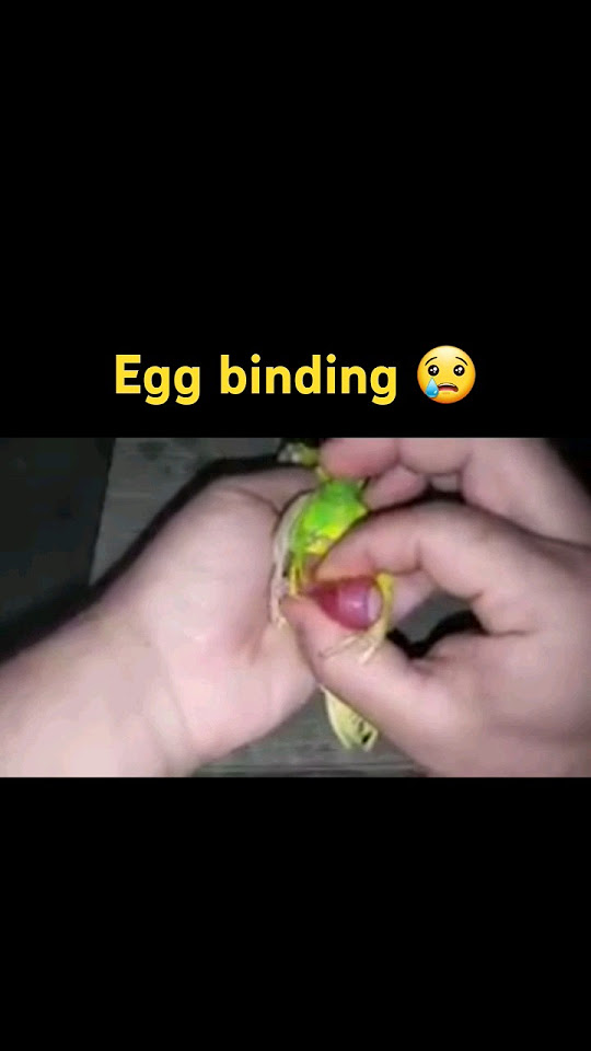  Budgies bird ka egg binding ho geya mustafaumaimakishararatey YouTube