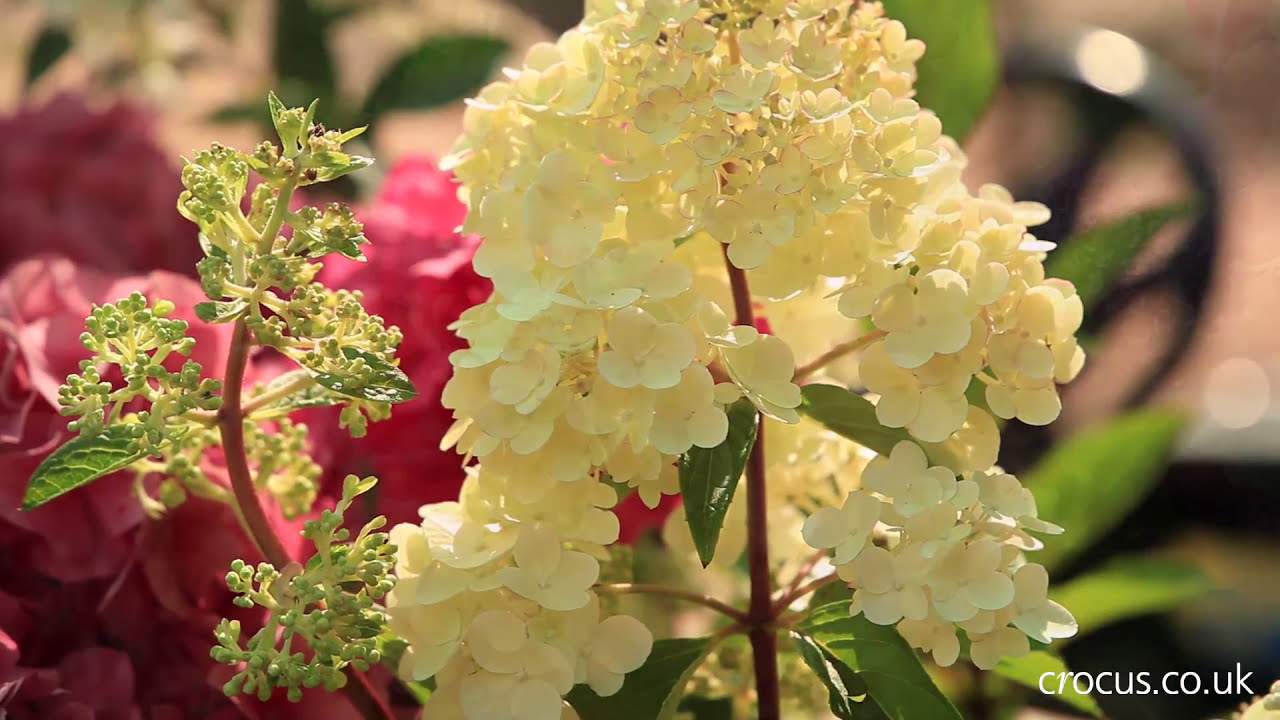 How to grow Hydrangeas | Crocus.co.uk - YouTube
