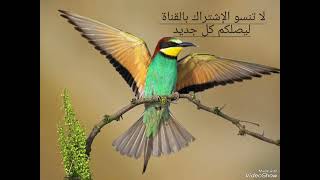 صوت ورور مجرب bee eaters sound 👍👍👍👍