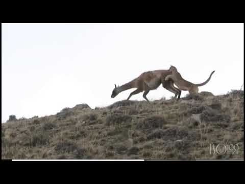 Acecho y persecución de puma a guanaco tiene sorprendente final