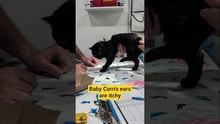 Itchy ears = vet visit #babycorncat #cerebellarhypoplasia #wobblycat #dwarfcat #cat