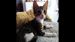 Жизнь кота без лапки Рома и Саймон.The life of a cat without a paw Roma and Simon.#catsvideo