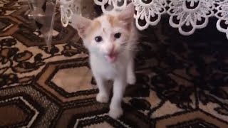 When I fed a cute kitten and she had a lovely meow by Cats Kingdom 803 views 11 months ago 2 minutes, 18 seconds