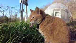 Lexi the Orange Tabby Cat Noms Crinkle Pops  ASMR Farm Frenzy in 4k