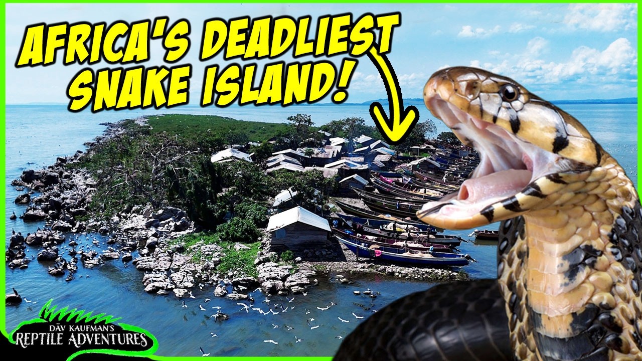 Touring Africa's Most Deadly Snake Island! Giant Forest Cobras!