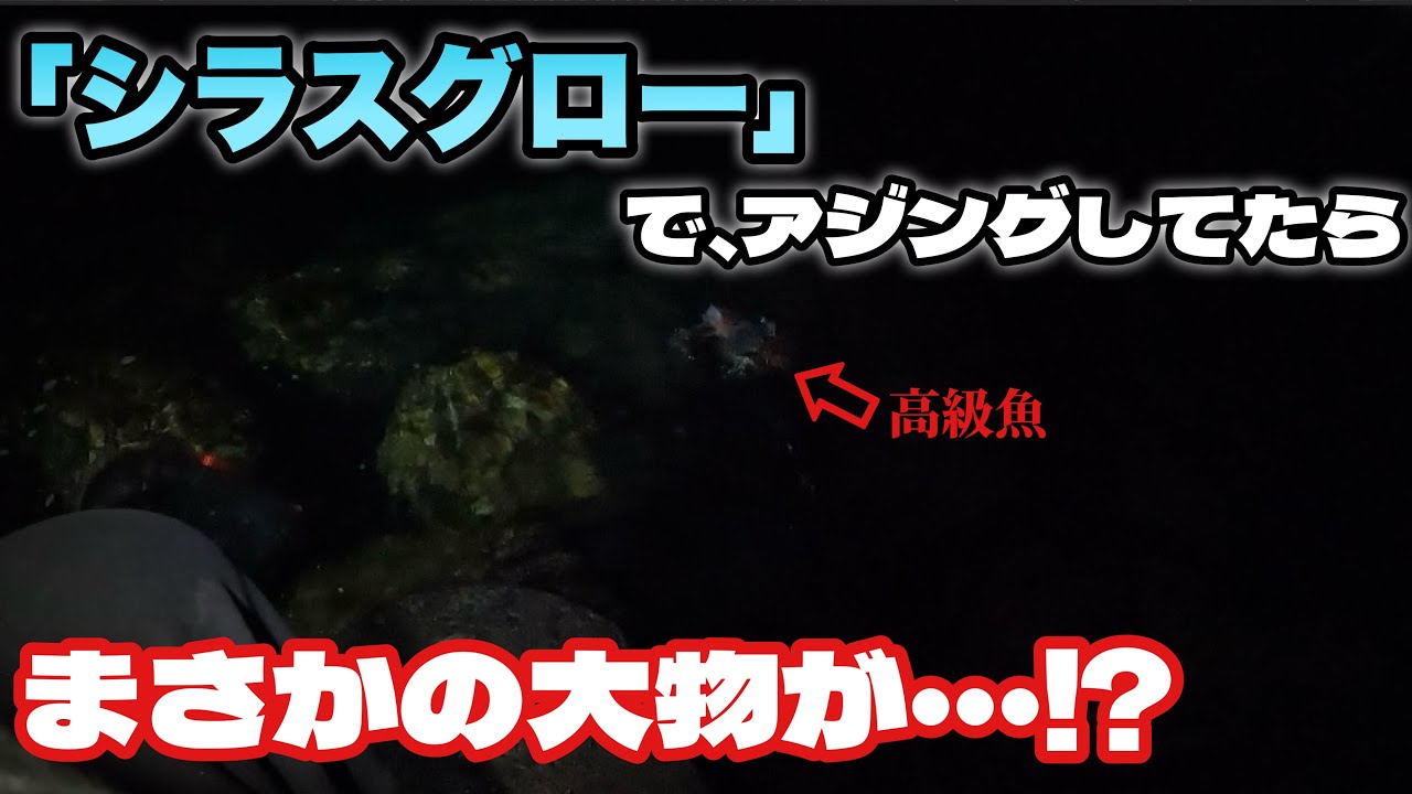 【アジング】シラスグローでまさかの高級魚⁉︎