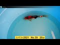 池揚げコンテスト2021　No 39