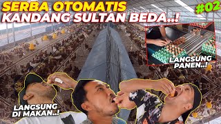 Peluang Usaha Ayam Petelur 12 Ribu Ekor: Tips Pelihara Ayam Petelur dari Nol. 