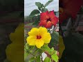 Que calificación le das a estas hermosas flores? 🌺🏵
